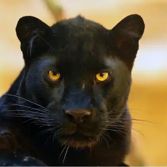 Live Show Listing come have a ball. - Picture 13 of 15